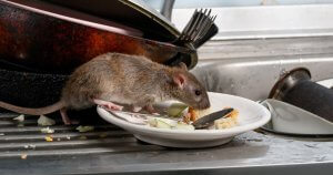 This image shows a rat on a cluttered kitchen sink, surrounded by dirty dishes and leftover food.